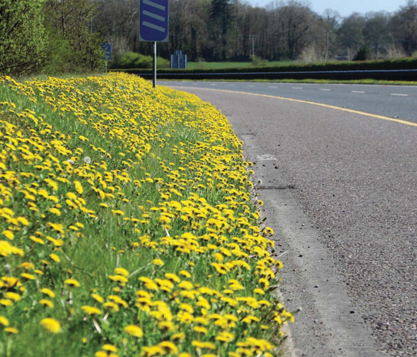 Flowers and road
